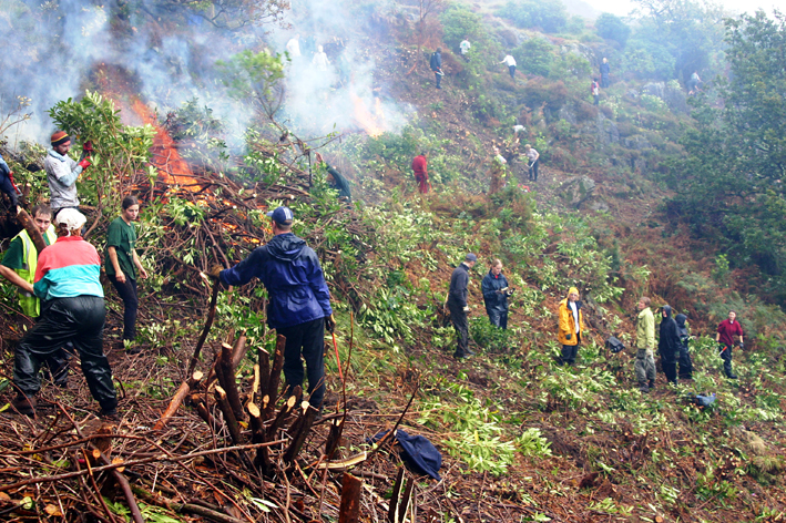 Clearing rhododendrons at Beddgelert, Gwynedd in 2004