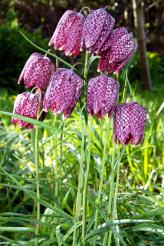 Fritillary