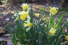 Daffodils
