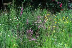 Meadow