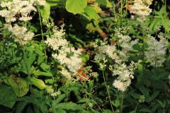Meadowsweet