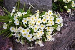 Primrose