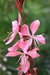 Rosebay Willowherb