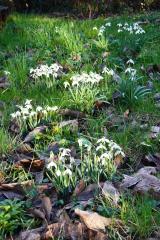 Snowdrop