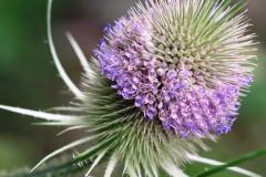 Teasel