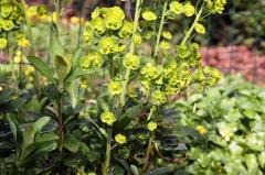 Wood spurge