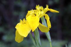 Yellow Flag