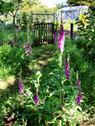 Foxglove