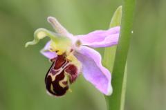 Bee Orchid