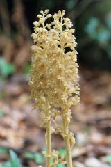 Bird's Nest Orchid