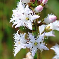Bogbean
