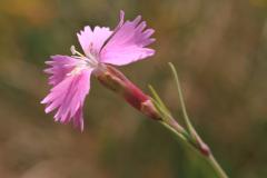 Chedder Pink
