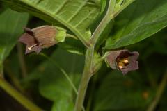 Deadly Nightshade