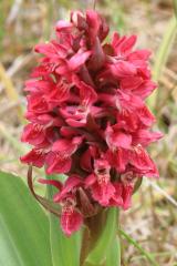Early Marsh Orchid