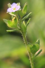 Fingered Speedwell