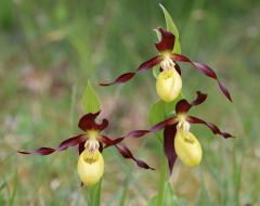 Ladyâ€™s Slipper Orchid