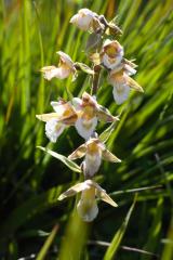 Marsh Helleborine