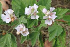 Marsh Mallow
