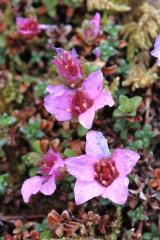 Purple Saxifrage